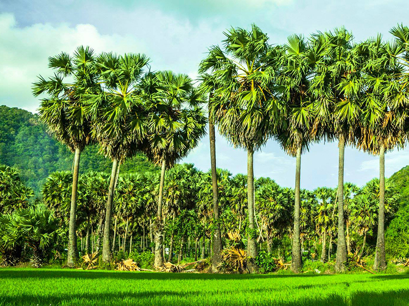 Sài Gòn – An Giang 2 Ngày 1 Đêm 